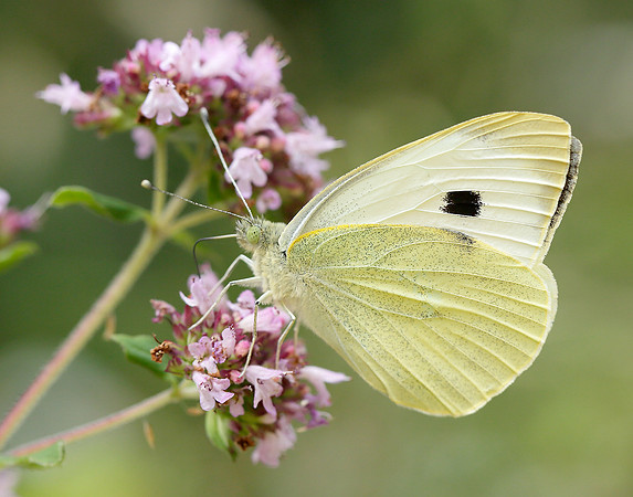 Large White Pieris brassicae
