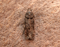 35.146 BF776 Teleiopsis diffinis