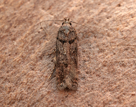 35.146 BF776 Teleiopsis diffinis
