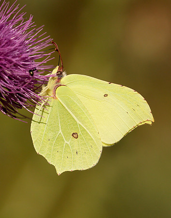Brimstone Gonepteryx rhamni