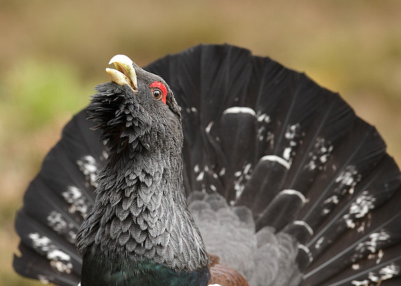 Capercaillie Tetrao urogallus