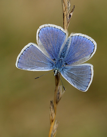Common Blue Polyommatus icarus