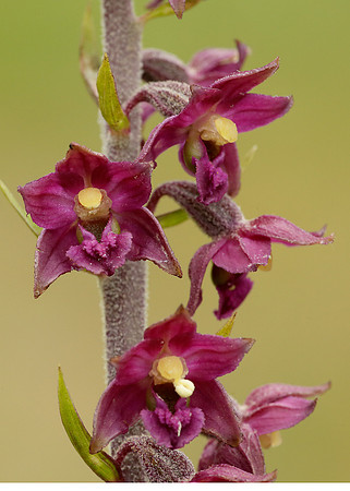 Dark Red Helleborine Epipactis atrorubens