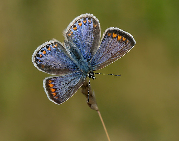 Common Blue Polyommatus icarus