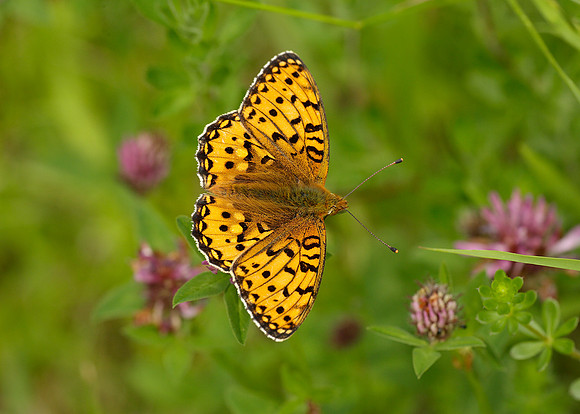Dark Green Fritillary Argynnis aglaja