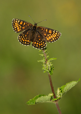 Heath Fritillary Melitaea athalia