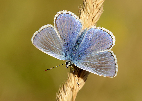 Common Blue Polyommatus icarus