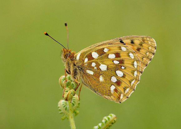 Dark Green Fritillary Argynnis aglaja