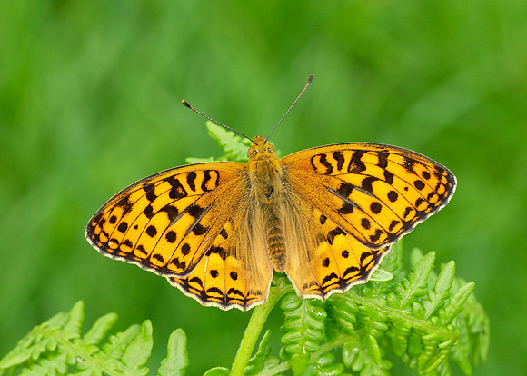 High Brown Fritillary Argynnis adippe