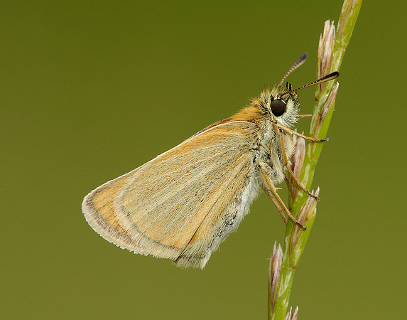 Essex Skipper Thymelicus lineola