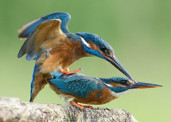 Kingfisher Alcedo atthis