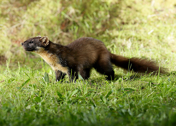 Pine Marten Martes martes