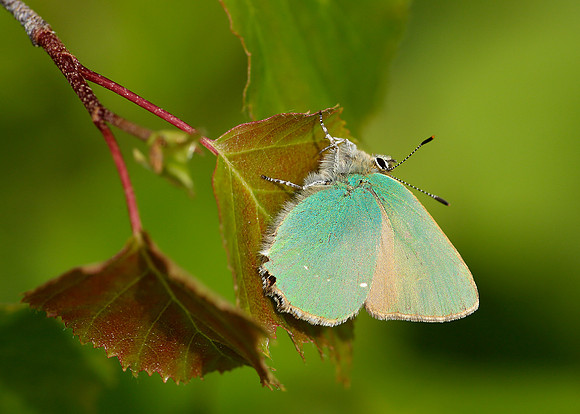 Green Hairstreak Callophrys rubi