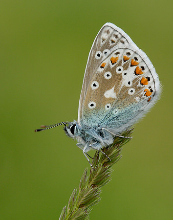 Common Blue Polyommatus icarus