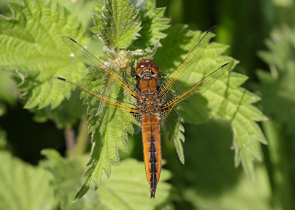 Scarce Chaser Libellula fulva