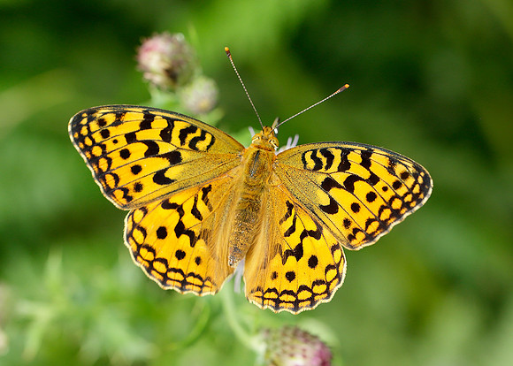 High Brown Fritillary Argynnis adippe