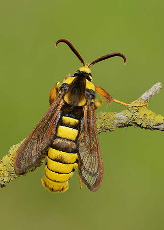 52.002 BF0370 Hornet Moth Sesia apiformis