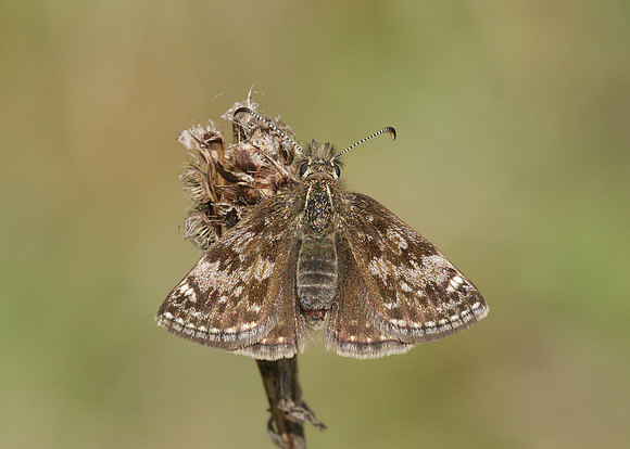 Dingy Skipper Erynnis tages