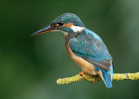 Kingfisher Alcedo atthis
