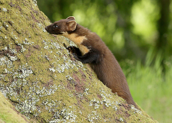 Pine Marten Martes martes