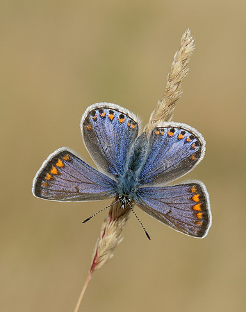 Common Blue Polyommatus icarus