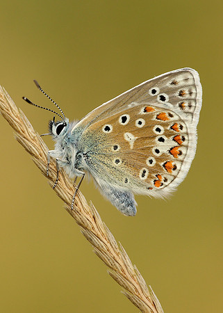 Common Blue Polyommatus icarus