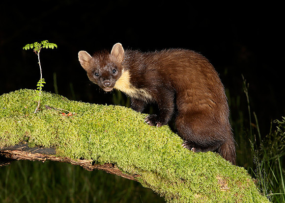 Pine Marten Martes martes