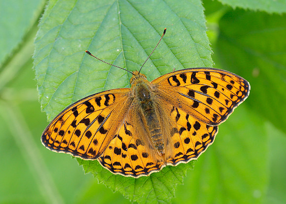 High Brown Fritillary Argynnis adippe