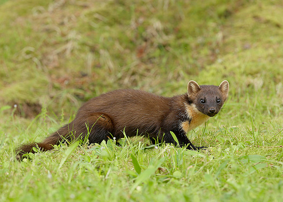 Pine Marten Martes martes
