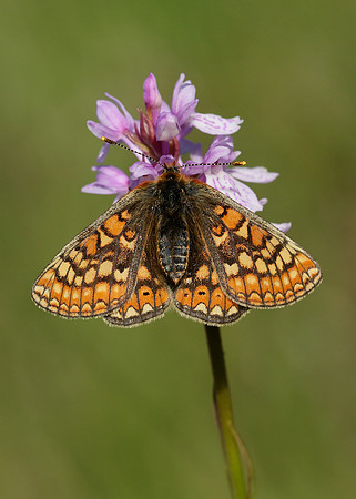 Marsh Fritillary Euphydryas aurinia