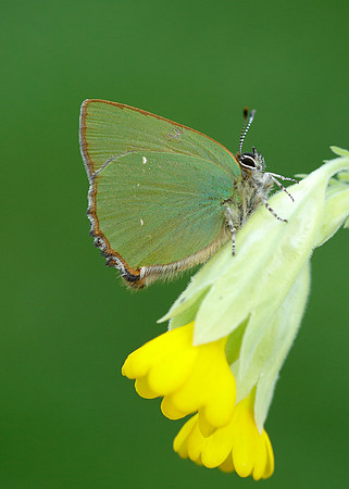 Green Hairstreak Callophrys rubi