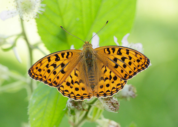 High Brown Fritillary Argynnis adippe