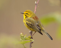 Prairie Warbler Setophaga discolor