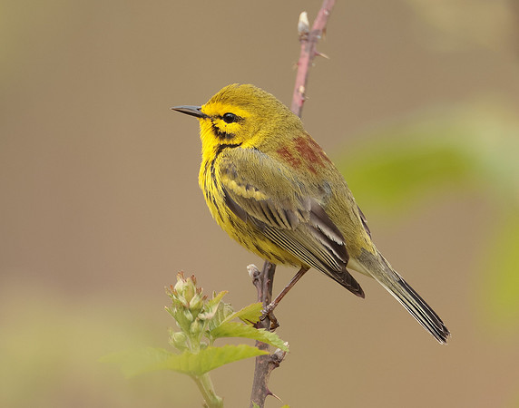 Prairie Warbler Setophaga discolor