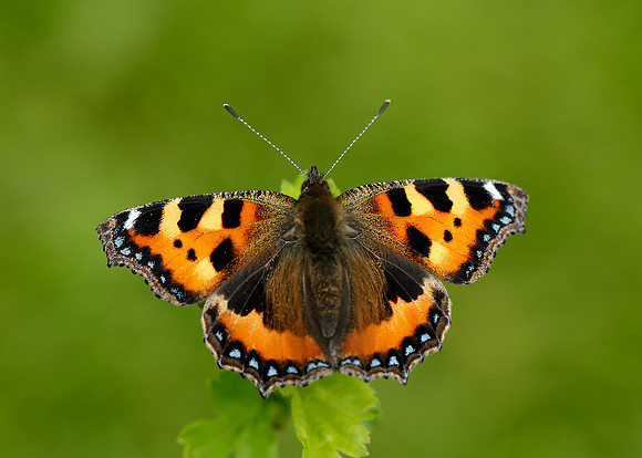 Small Tortoiseshell Aglais urticae