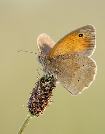 Meadow Brown Maniola jurtina