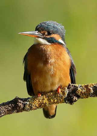 Kingfisher Alcedo atthis