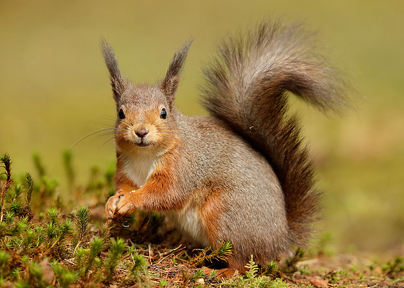 Red Squirrel Sciurus vulgaris