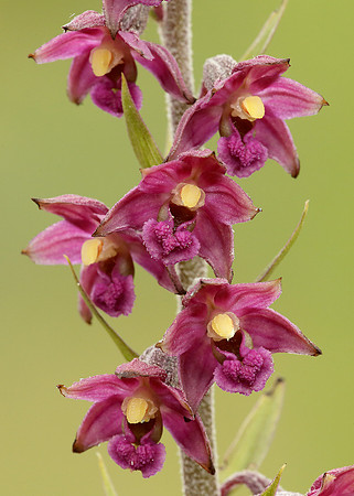 Dark Red Helleborine Epipactis atrorubens