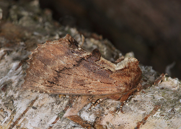 71.021 BF2008 Coxcomb Prominent Ptilodon capucina