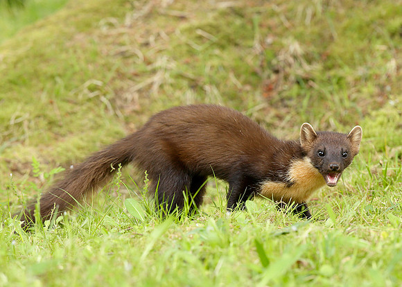 Pine Marten Martes martes