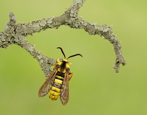 52.002 BF0370 Hornet Moth Sesia apiformis