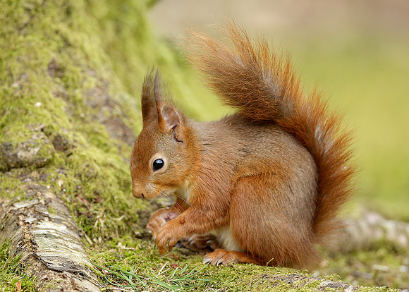 Red Squirrel Sciurus vulgaris