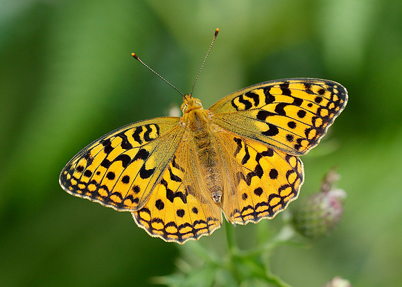 High Brown Fritillary Argynnis adippe