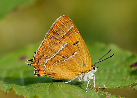 Brown Hairstreak Thecla betulae