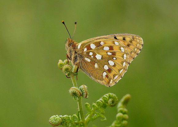 Dark Green Fritillary Argynnis aglaja