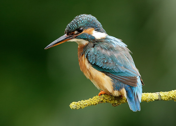 Kingfisher Alcedo atthis
