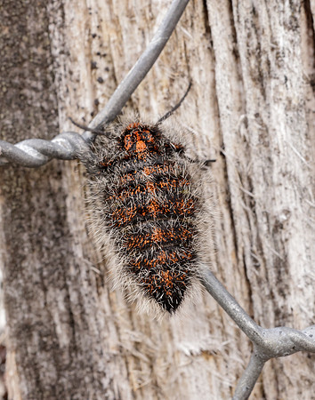 70.249 BF1929 Rannoch Brindled Beauty Lycia lapponaria