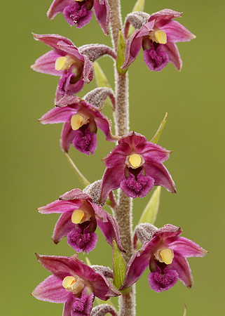Dark Red Helleborine Epipactis atrorubens