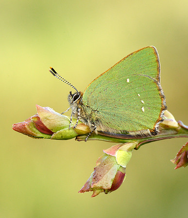 Green Hairstreak Callophrys rubi